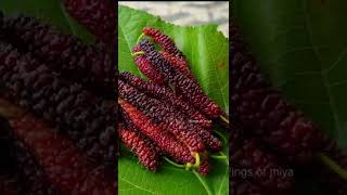 Mulberry Fruit  Brazilian Mulberry tree [upl. by Ahsitniuq923]