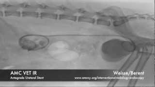 AMC VET IR antegrade ureteral stent cw [upl. by Neumark]