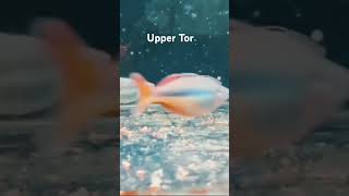 Upper Tor rainbowfish [upl. by Dnalevets]