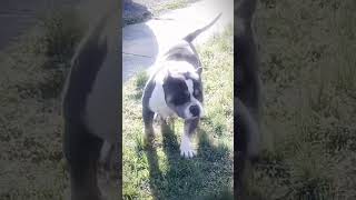 GrCh Riot The Beast Of The East americanbully dog shorts [upl. by Attenaej]