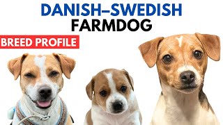 Danish–Swedish Farmdog Breed Profile History  Price Traits  Danish–Swedish Farmdog Grooming Needs [upl. by Nerrawed]