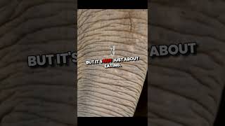 Why Do Elephants Have Trunks animals elephant [upl. by Arel]