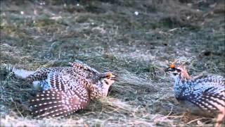 Plains Dancer Albertas Sharptailed Grouse [upl. by Fujio]