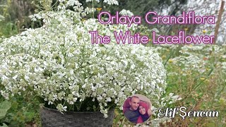 Orlaya GrandifloraThe White Laceflower [upl. by Yonina]