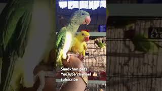 alexandrine parakeet 🦜shortvideo trending viralpage birdslover reels [upl. by Nniroc529]