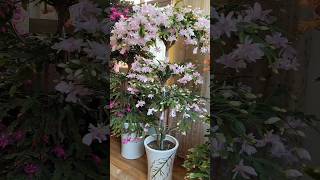 Beautiful Grafted Thanksgiving Cactus Pereskia As The Root Stock farming flower amazing [upl. by Kinnie941]