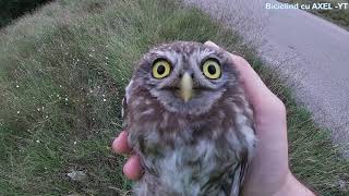 D14 Salvam un pui de Bufnita  Cute Baby OWL Rescue from Road [upl. by Irahc]