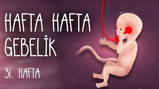 Hafta Hafta Gebelik 31 hafta [upl. by Yemac]