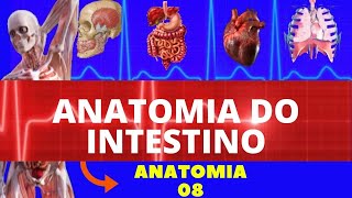 ANATOMIA DO INTESTINO INTESTINO DELGADO E GROSSO  SISTEMA DIGESTÓRIO ANATOMIA HUMANA [upl. by Ened]