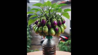 New way to grow brinjal plant  shorts farming [upl. by Haek]