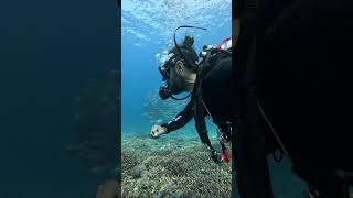 Bussejar entre aquests bancs de peixos a Komodo 😍 indonesia liveabroad scubadive diving dive [upl. by Retxed]