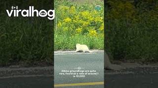 Albino Groundhog Spotted  ViralHog [upl. by Aziza]