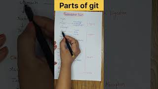 Parts of Gastrointestinal tract ll git physiology ll digestivesystem shorts youtubeshorts [upl. by Annahsed]