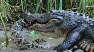 Floridas Venomous Snakes 1010  Diamondback Rattlesnake [upl. by Pogah]