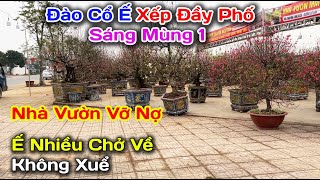 Sốc Nặng Đào Cổ Quất Hoa Tết Sáng Mùng 1 Còn Nhiều Cây Cực Đẹp Trên Phố Hà Nội [upl. by Llerrod]