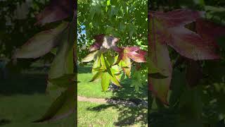 Sweetgum  leaves  September 2024 [upl. by Ikeda]