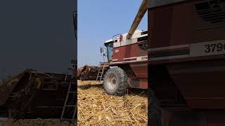 leverda Fiatagri 3790 corn harvesting [upl. by Ame]