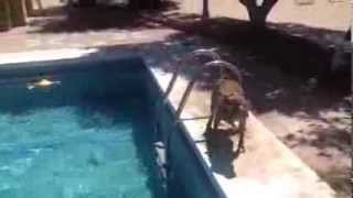 Dog Swims in Pool and Climbs Out Using Ladder [upl. by Farlay59]