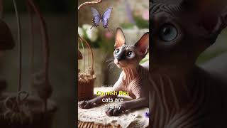 Meet the Cornish Rex The Playful and Quirky Cat cornishrex catlover shorts [upl. by Zweig]