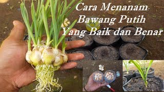 cara menanam bawang putih di polybag anti gagal [upl. by Madelin539]