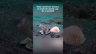 Diver convinces octopus to trade his plastic cup for a seashell [upl. by Etnoved]