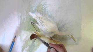 Susan Winget painting a Snowy Egret [upl. by Abigail519]