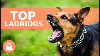 Los mejores VÍDEOS de PERROS LADRANDO 🐶🐾 ¡LADRIDOS de PERROS Enojados Felices y Graciosos [upl. by Piefer447]