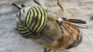 Αρσενική πλανόμυγα Eristalinus taeniops της οικογένειας των συρφίδων σε τοίχο αυλής [upl. by Olegnaleahcim]