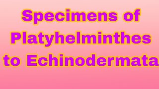 Specimens of Platyhelminthes to Echinodermata biology  biologyexperiment  science [upl. by Muriel803]