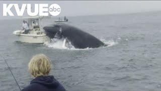 Video captures humpback whale capsizing boat in New Hampshire [upl. by Carlyn535]