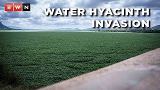 Alien invasion of the world’s worst aquatic weed is choking Harties Dam [upl. by Ron747]