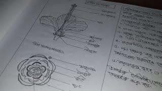 Malvaceae গোত্র অধ্যয়ন  HSC Biology 1st Paper Practical [upl. by Oniliuqnart]