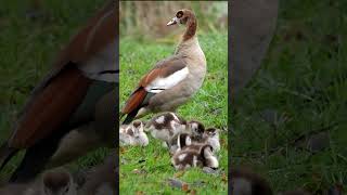 Egyptian Goose Family shorts [upl. by Merkley]