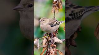 Pretty Female Chaffinch in Autumn  Real birds birds [upl. by Nnylanna]