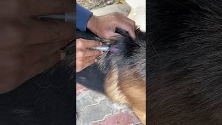 Rabies Vaccination 💉 shortsfeed shortsviral vaccination doglover latest facts shorts [upl. by Donell]