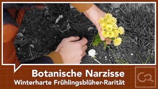 Botanische Narzisse – Winterharte FrühlingsblüherRarität [upl. by Enyalb853]