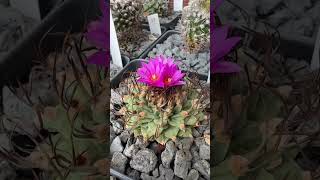 Crazy how fast Turbinicarpus reacts to some water 💦🤩 [upl. by Hardden]