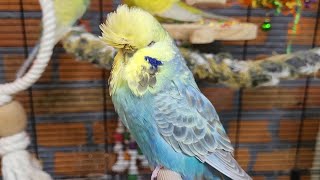 7 hours of relaxing budgie parakeet sounds [upl. by Mirella332]