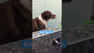 Senior Border Collie Dog Playing in the Bath bordercollie dog seniordogs [upl. by Bonis]