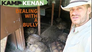 How To Deal with Aggressive Sulcata Tortoises [upl. by Ecinej]