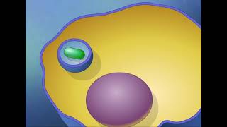 Endocytosis and Exocytosis HD Animation [upl. by Sebbie571]