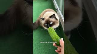 Why are cats scared of cucumbers 😄 [upl. by Eiramanad]