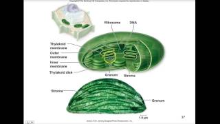 AP Biology Cell Structure Function Sec Peroxisomes 4447 [upl. by Kauslick]