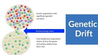 GENETIC DRIFT DETAILED EXPLANATION FROM NEW BOOKXII BIOLOGY CHAPTER 24 EVOLUTIONEASIEST TOPIC [upl. by Colbye]