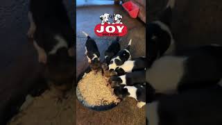 Dinner time at Montgomery Mill Beagles fueledbyjoy JOYDogFood puppy beagle harehunting [upl. by Bollinger]