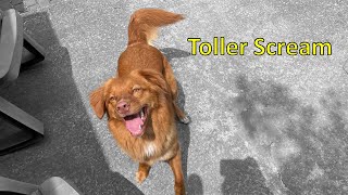 Toller Scream  Nova Scotia Duck Tolling Retriever Screaming  The Scream is Real [upl. by Viviyan]