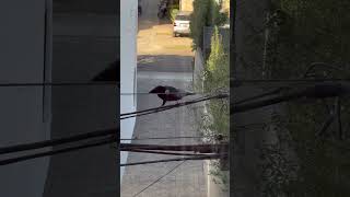 Why is she doing this 😄 crows funnyanimals birds morning culvercity california [upl. by Trilley]