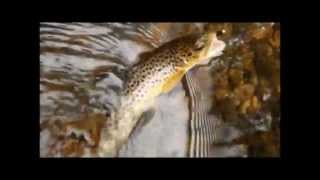 Wild Trout Fishing on Manatawny Creek [upl. by Shela737]