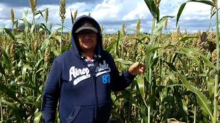 Produccion de sorgo forrajero en Villanueva Zacatecas  BMR forage sorghum [upl. by Dev]