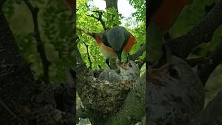 Orange Minivet Bird feeding one baby p2viral trending shorts short [upl. by Brenton967]